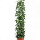 Филодендрон scens column Диаметр горшка — 34 см Высота растения — 180 см