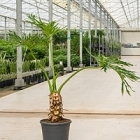 Филодендрон selloum stem/bush Диаметр горшка — 35 см Высота растения — 120 см