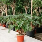 Филодендрон xanadu bush Диаметр горшка — 32 см Высота растения — 110 см