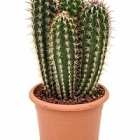 Пилозоцереус (кактус) gounelli Диаметр горшка — 20 см Высота растения — 40 см