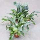 Платицериум (папоротник) bifurcatum Диаметр горшка — 12 см Высота растения — 50 см