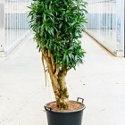 Плеомел (нолина-драцена) reflexa (200-225) branched Диаметр горшка — 55 см Высота растения — 220 см