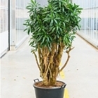 Плеомел (нолина-драцена) reflexa (250-275) branched Диаметр горшка — 60 см Высота растения — 250 см