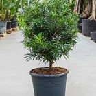 Подокарпус (Многоплодник) macrophyllus bush/boll Диаметр горшка — 35 см Высота растения — 100 см