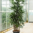 Рапис excelsa tuft (275-300) Диаметр горшка — 60 см Высота растения — 250 см