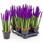 Сансевиерия cy. sp. velvet touchz pastel purple 8-9pp Диаметр горшка — 12 см Высота растения — 40 см