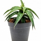 Сансевиерия grey Диаметр горшка — 21 см Высота растения — 45 см