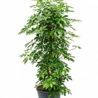 Шеффлера arboricola branched/column Диаметр горшка — 35 см Высота растения — 145 см