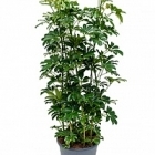 Шеффлера arboricola tuft Диаметр горшка — 35 см Высота растения — 140 см