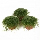 Солейролия (helexine) 15/tray green Диаметр горшка — 9 см Высота растения — 12 см