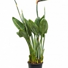 Стрелиция reginae tuft (flower - buds) Диаметр горшка — 35 см Высота растения — 130 см