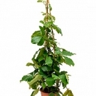 Тетрастигма виноградовая voinierianum pyramid Диаметр горшка — 27 см Высота растения — 150 см