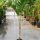 Пальма Вейчия Адонидия merrillii (200-210) stem Диаметр горшка — 31 см Высота растения — 200 см