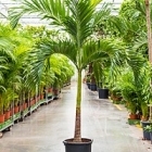 Пальма Вейчия Адонидия merrillii (275-300) stem Диаметр горшка — 40 см Высота растения — 275 см