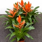Вриезия intenso orange orange Диаметр горшка — 12 см Высота растения — 30 см