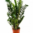 Замиокулькас zamiifolia tuft Диаметр горшка — 24 см Высота растения — 90 см
