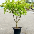 Клён japonicum aconitifolium стебель branched Диаметр горшка — 55 см Высота растения — 240 см