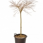 Клён palmatum baldsmith стебель Диаметр горшка — 50 см Высота растения — 150 см