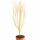 Клён palmatum bi-hoo branched Диаметр горшка — 28 см Высота растения — 140 см