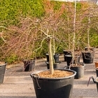 Клён palmatum garnet branched Диаметр горшка — 80 см Высота растения — 150 см