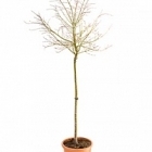 Клён palmatum shirazz стебель Диаметр горшка — 35 см Высота растения — 200 см