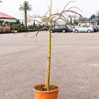 Клён palmatum tamukeyama стебель Диаметр горшка — 35 см Высота растения — 150 см