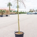 Клён palmatum tamukeyama стебель Диаметр горшка — 50 см Высота растения — 200 см