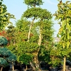 Бугенвиллея branched (без цветов) Диаметр горшка — 100/85 см Высота растения — 350 см