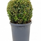 Самшит вечнозелёный шар (20-25) Диаметр горшка — 19 см Высота растения — 35 см