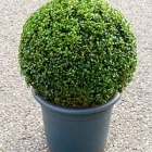 Самшит вечнозелёный шар (35+) Диаметр горшка — 33 см Высота растения — 60 см
