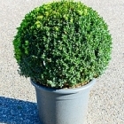 Самшит вечнозелёный шар (50+) Диаметр горшка — 40 см Высота растения — 80 см