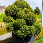 Самшит вечнозелёный бонсай Диаметр горшка — 120 см Высота растения — 180 см