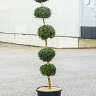 Самшит вечнозелёный стебель 5-boll Диаметр горшка — 50 см Высота растения — 210 см