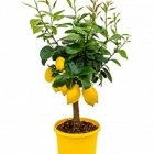 Цитрус Лимон стебель extra Диаметр горшка — 23 см Высота растения — 65 см