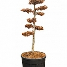 Бук sylvatica bonsai Диаметр горшка — 85 см Высота растения — 270 см