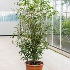 Гардения thunbergia branched Диаметр горшка — 45 см Высота растения — 210 см