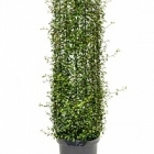 Мюленбекия com. maori cylinder Диаметр горшка — 26 см Высота растения — 100 см