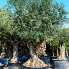 Олива европейская бонсай Диаметр горшка — 130 см Высота растения — 250 см