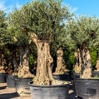 Олива европейская бонсай Диаметр горшка — 80 см Высота растения — 250 см
