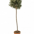 Олива европейская стебель Диаметр горшка — 26 см Высота растения — 150 см