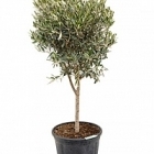 Олива европейская стебель Диаметр горшка — 40 см Высота растения — 130 см