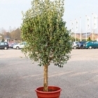 Олива европейская стебель Диаметр горшка — 50 см Высота растения — 200 см