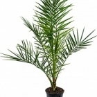Финиковая пальма canariensis стебель Диаметр горшка — 19 см Высота растения — 85 см