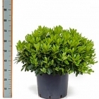 Питтоспорум Тобира nana куст Диаметр горшка — 24 см Высота растения — 35 см