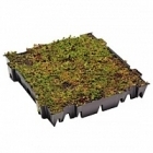 Седум суккулентный tray (live plants) green label  Высота растения — 8 см