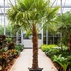 Трахикарпус Форчуна стебель (150-175) Диаметр горшка — 50 см Высота растения — 325 см