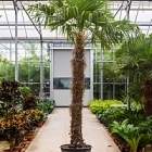 Трахикарпус Форчуна стебель (225-250) Диаметр горшка — 60 см Высота растения — 400 см