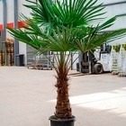 Трахикарпус Форчуна стебель (60-70) Диаметр горшка — 40 см Высота растения — 180 см