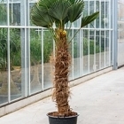 Трахикарпус Форчуна «Вагнерианус» стебель (100-110) Диаметр горшка — 45 см Высота растения — 250 см