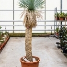 Юкка rostrata стебель (130-140) Диаметр горшка — 50 см Высота растения — 225 см